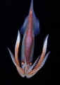   Playful Bird Squid Blackwater Dive  